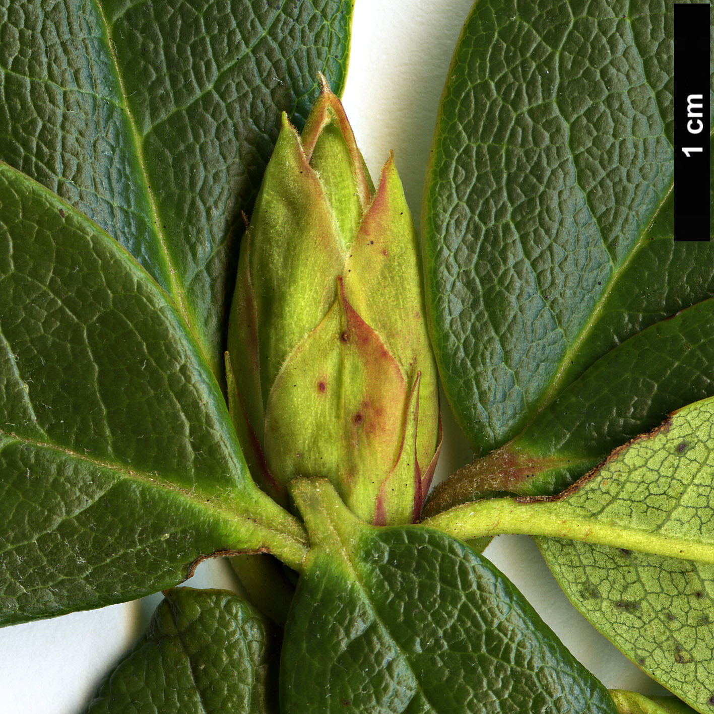 High resolution image: Family: Ericaceae - Genus: Rhododendron - Taxon: chamaethomsonii - SpeciesSub: var. chamaethauma